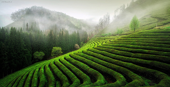 Green Tea Field by J...