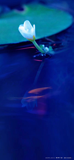 一只小胖虎采集到背景