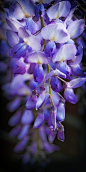 *紫藤**Wisteria sinensis