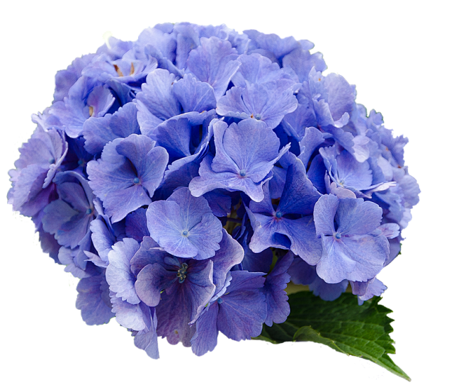 花, 绣球, 蓝色, 性质, 透明的背景