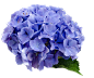 花, 绣球, 蓝色, 性质, 透明的背景