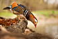 鸳鸯
Mandarin duck by Robert Adamec on 500px