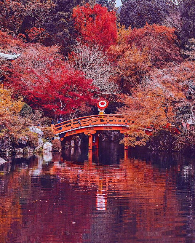 日本红叶季。