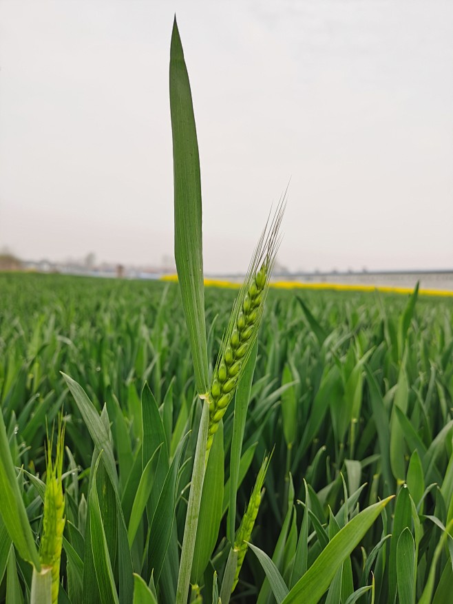 抽穗的小麦