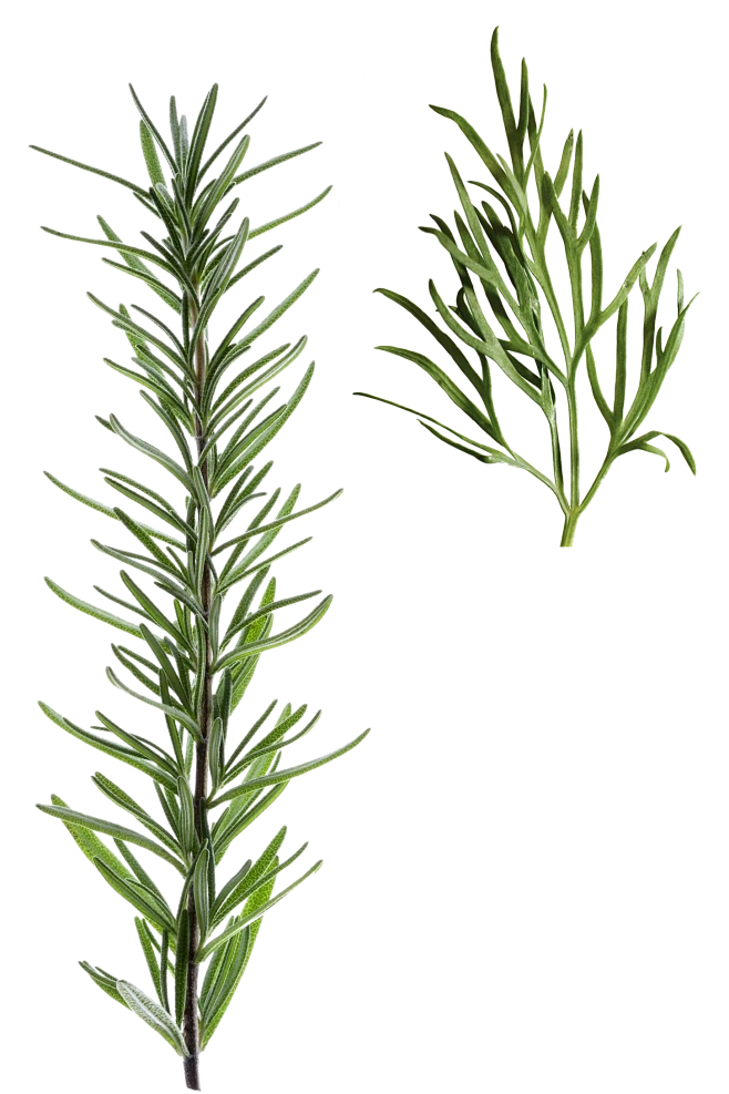 迷迭香png