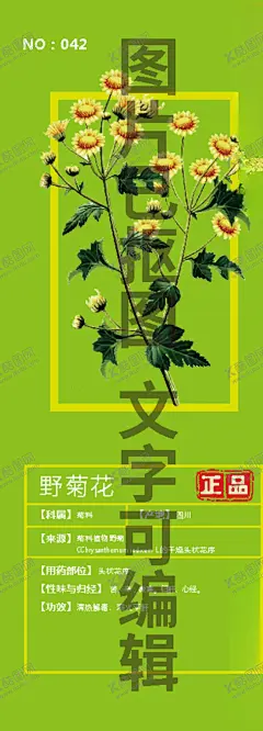 野菊花 【酷图网】山菊花,千层菊,黄菊花,手绘,插画,线描,白描,国画,素描,包装设计元素,设计元素,插图,插画手稿,中药名插画,中药手绘,野生,高山,药丸,文化艺术,绘画书法,平面