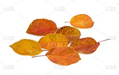 丰富多彩的秋叶