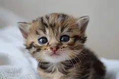 呆萌小猫宠物摄影