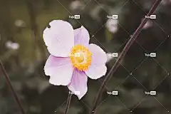 海葵 开花 花壁纸 粉色的 花 夏末 花园 秋天的海葵