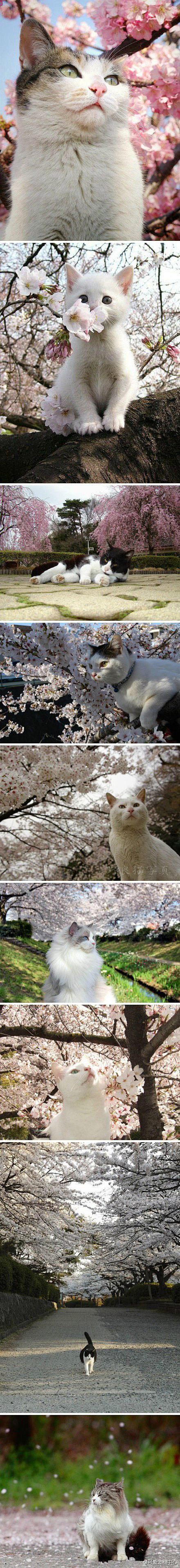 樱花与猫