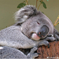 #本意素材分享# 绘画素材244辑——可爱的考拉们 | ins：koalas.lover