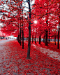 巴黎的秋天，红色的浪漫～～
