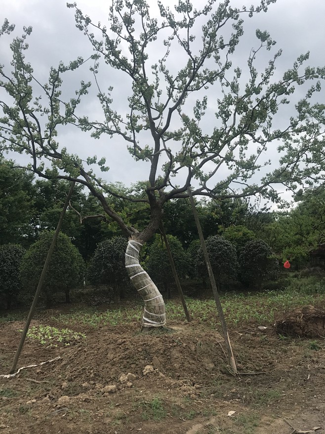 偏冠乌桕、弯杆乌桕
