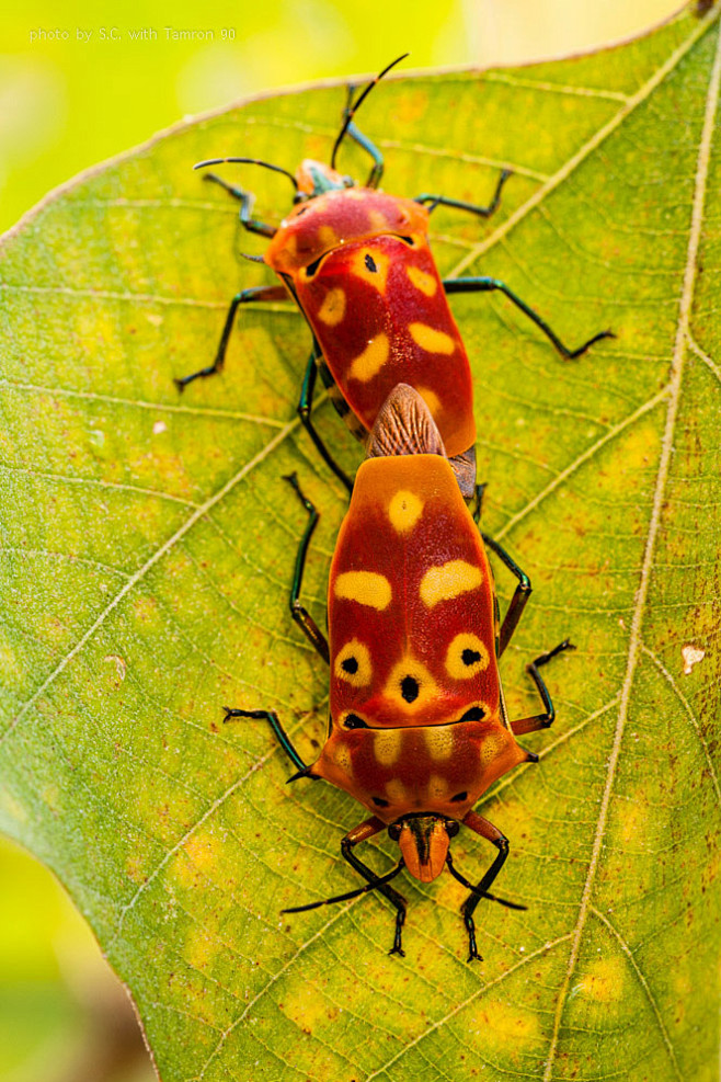 半翅目显角亚目盾蝽科角盾蝽
