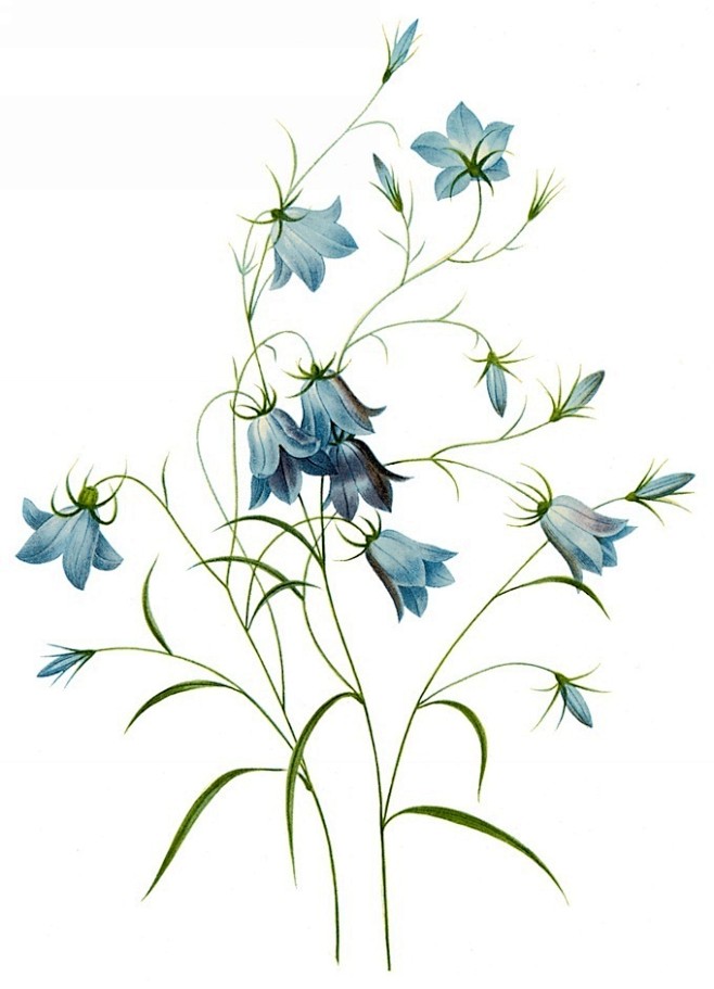 【图】国外手绘植物花朵大全图片 1589...