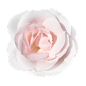 png红粉色玫瑰花朵免抠素材