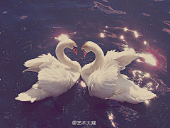 /ka小真～采集到天鹅