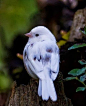 rare icy blue bird from Europe