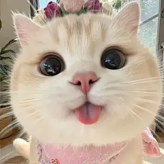 - |喵 - 小红书