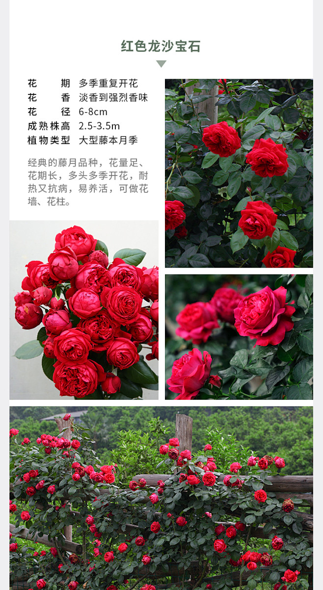 海蒂的花园海妈家夫人蓝色阴雨龙沙冰山爆花攀援爬藤拱门花墙月季