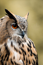 eagle owl by schneids