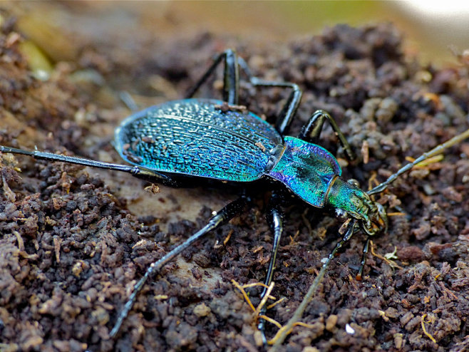大步甲属（Carabus）