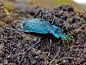 大步甲属（Carabus）