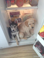 家里俩蠢狗，天气太热，躲进冰箱里不肯出来。叫它们出来，一个很委屈的眼神看着我我，一个假装听不见。。。。。。