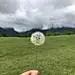 半夏花草