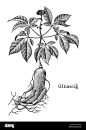 ginseng-hand-drawing-vintage-engraving-illustration-R48YX6
