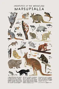 动物插画海报 | 美国插画家 Kelsey Oseid ​​​​