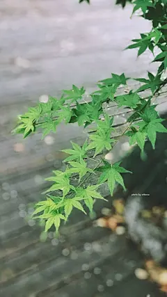 夏日特辑
绿色护眼壁纸