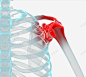 人体骨架 痛楚 痛苦 红肿 骨架 元素 免抠png 设计图片 免费下载 页面网页 平面电商 创意素材