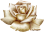 rose3 copy.png