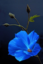 Blue flower