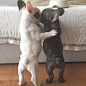 entirelypets:

These French Bulldog #puppies are going to grow up and become the best of friends! So #adorable!


So Precious!