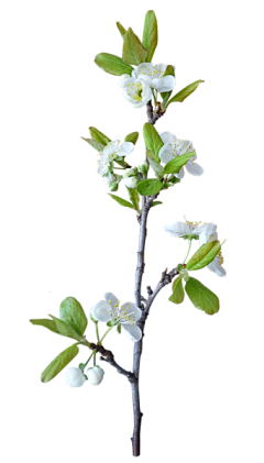 风吹梧桐叶采集到花