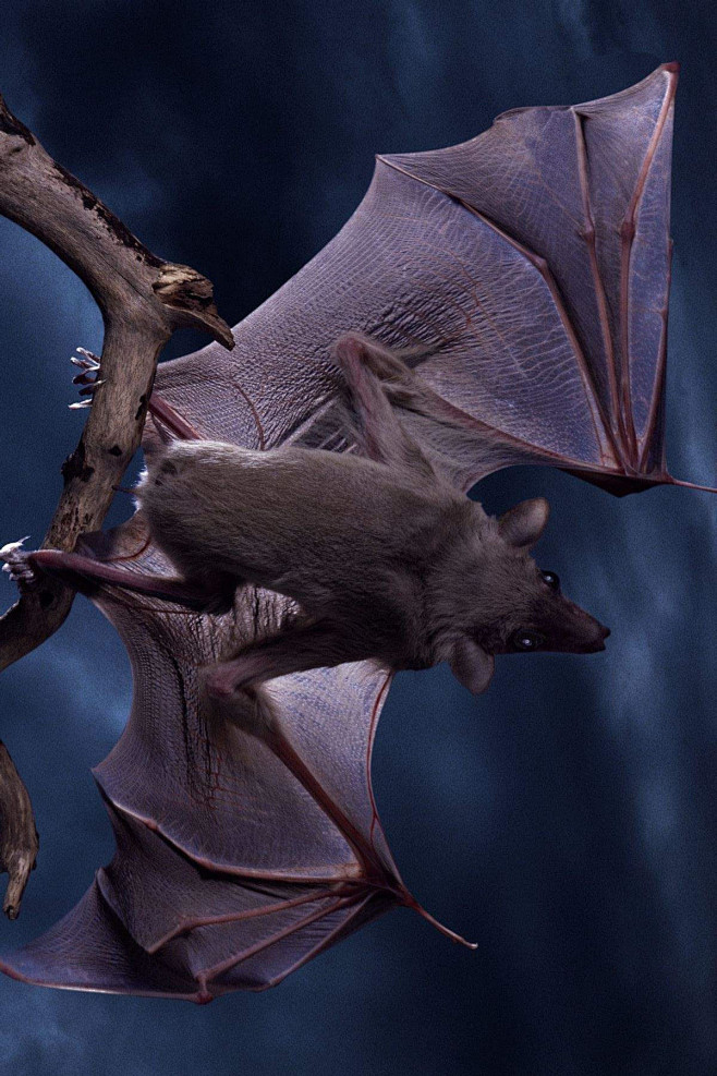 翼手目吸血蝠科吸血蝙蝠