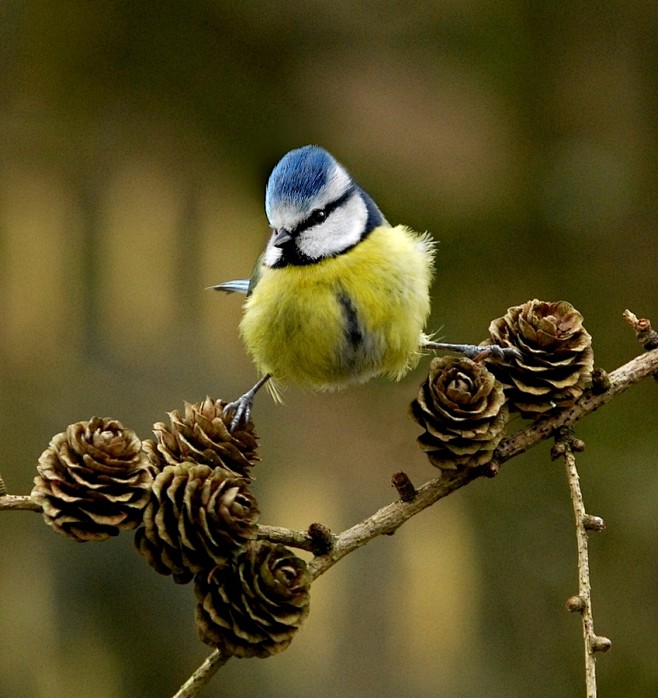 Photograph Blue Tit ...