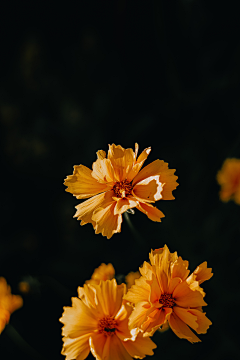 花花花胡椒采集到摄影灵感