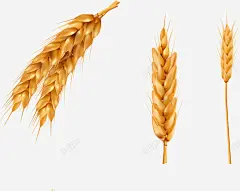 手绘麦子矢量图 免抠png 设计图片 免费下载 页面网页 平面电商 创意素材