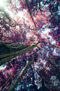 Pink Tree  by Chanarthip Siriviriyapoon.