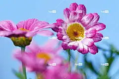 花朵 粉红色的花朵 美丽的花朵 花瓣 花壁纸 粉红色的花瓣 盛开