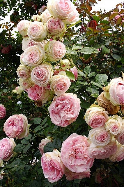 Cabbage roses 