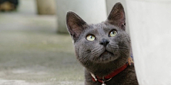 tara近卫官采集到猫狗种类
