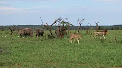 犀牛大型动物摄影素材