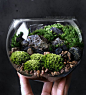 Bio-Bowl Terrarium with Organic Woodland Plants by DoodleBirdie