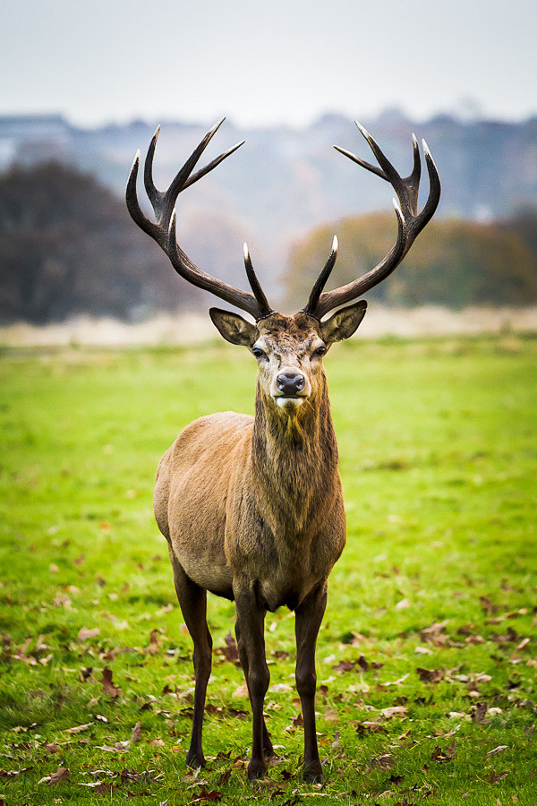 deersworlddeersinrichmondparksurreyuk
