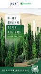 @特仑苏 的个人主页 - 微博