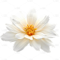 白色花朵5